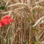 Homélie de Dom Godefroy pour le 16e Dimanche -A- (19 juillet 2020)