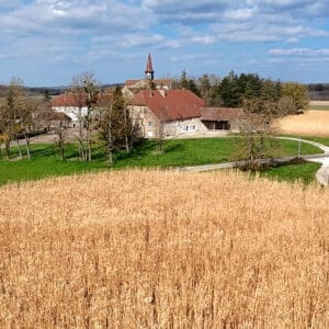 « Miscanthus » dit « Herbe à éléphants »